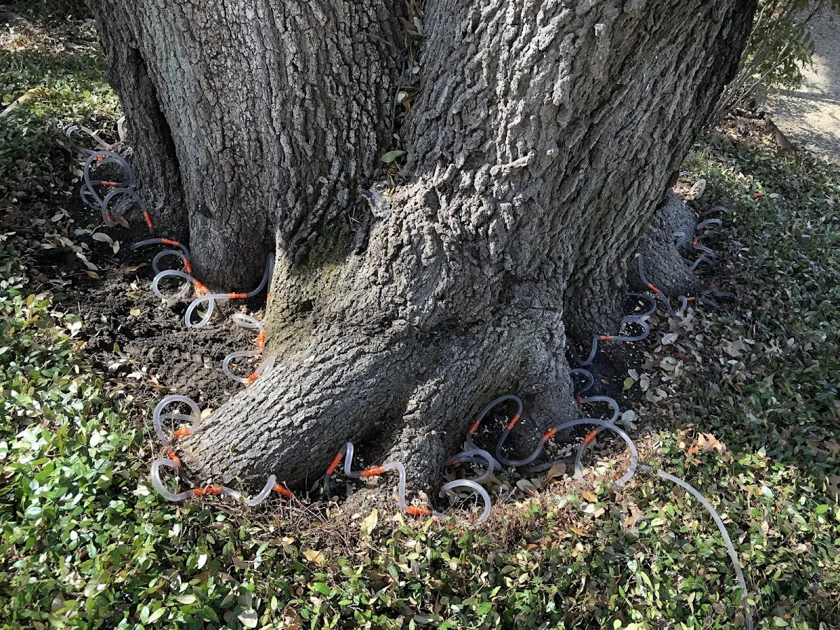 Detailed Tree Cabling and Bracing job site in New Harmony