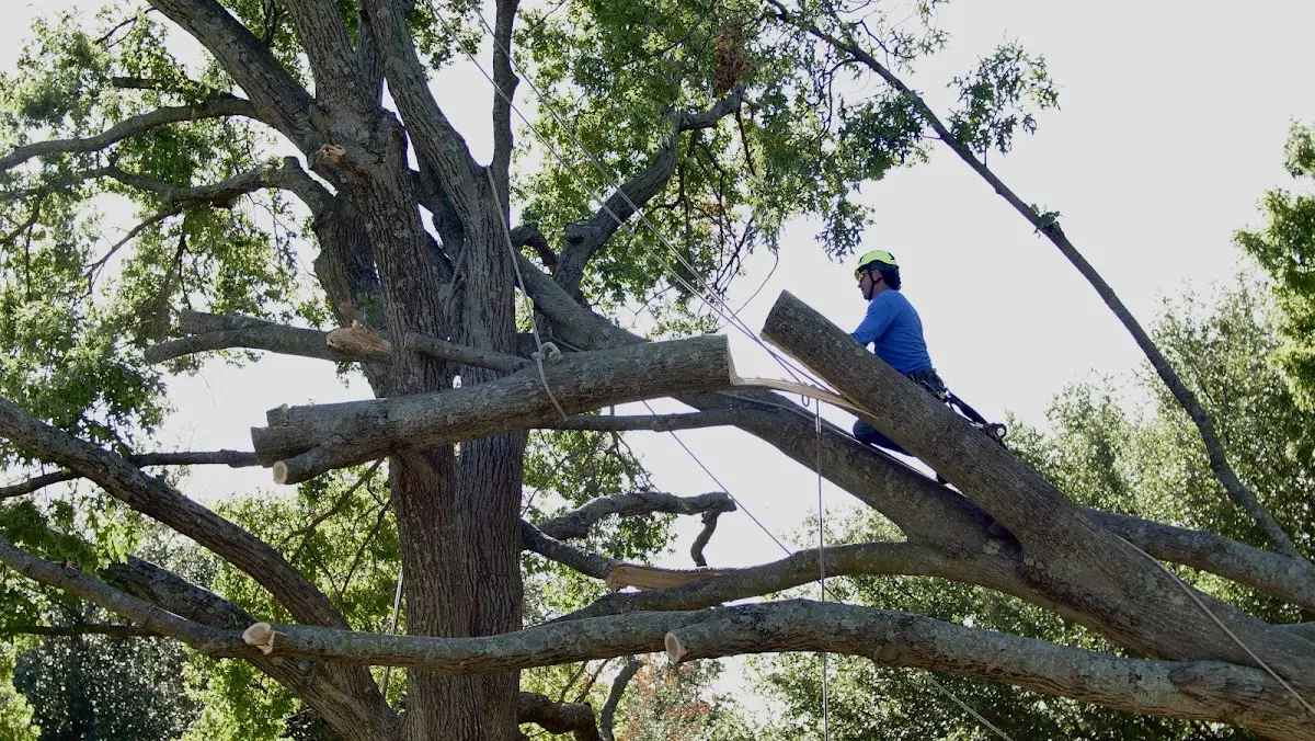 Professional Hazardous Tree Removal performed by certified arborists in New Harmony