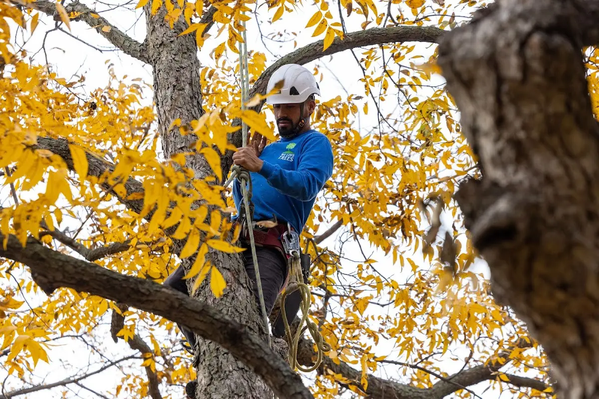 Skilled Storm Damage Cleanup crew working in New Harmony